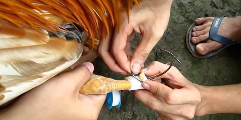 Gà đá cựa sắt cần phải được huấn luyện từ nhỏ